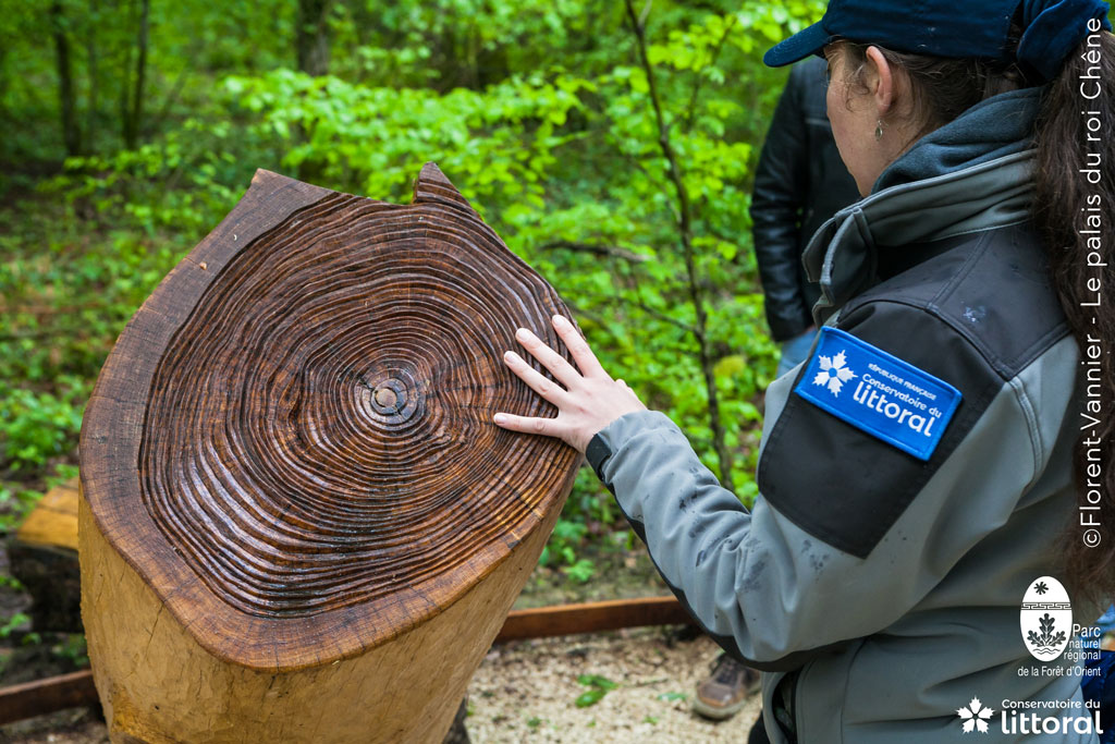 Sculpture tactile p&eacute;dagogique : les cernes de l'arbre.